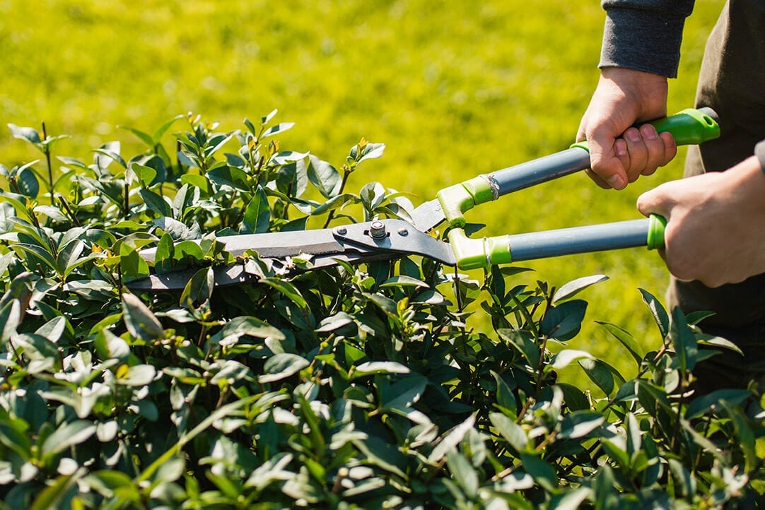 cat-garden-cutting-1080