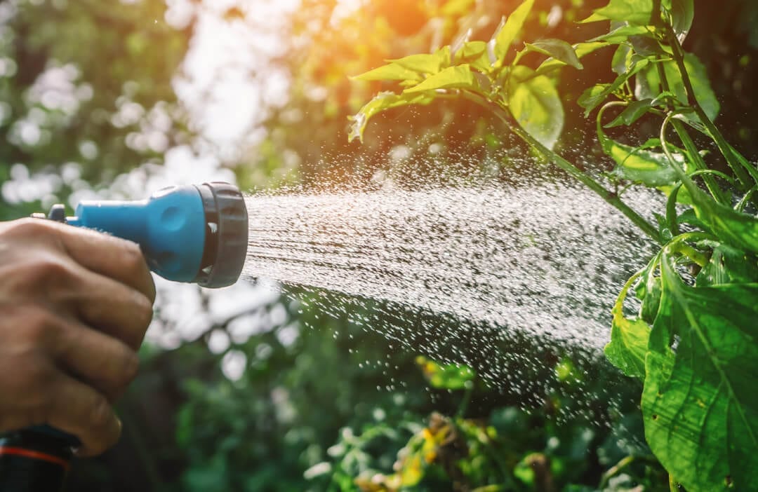 cat-garden-watering-1080